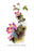 Clematis Montana Rubens 20x30 poster