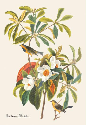 Bachman's Warbler 20x30 poster