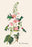 Anna's Hummingbird 20x30 poster