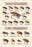 Fly-Fishing Lures: Standard and Hair 20x30 poster