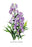 Aconitum Fischeri 24x36 Giclee