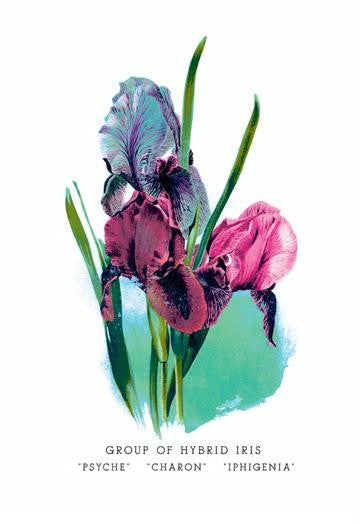 Group of Hybrid Iris: 'Psyche' 'Charon' 'Iphigenia' 24x36 Giclee