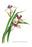 Marica Northiana 24x36 Giclee