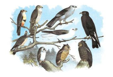 Femerol & Richardson's Falcons  Isabella Hawk  Acadian Owl 24x36 Giclee