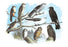 Femerol & Richardson's Falcons  Isabella Hawk  Acadian Owl 24x36 Giclee