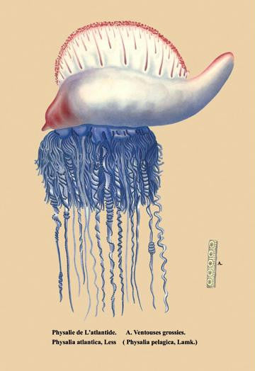 Physalie de l'Atlantide et al. 24x36 Giclee
