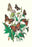 Butterflies: V. Xanthomelas  V. Prorsa  et al. 24x36 Giclee