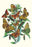 Butterflies: A. Dia  A. Lathonia  et al. 24x36 Giclee