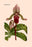 Orchid: Cypripedium Lucie 24x36 Giclee