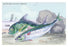 Mackarel and Ray's Bream 24x36 Giclee