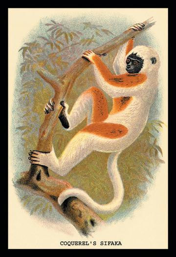 Coquerel's Sifaka 24x36 Giclee