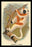Coquerel's Sifaka 24x36 Giclee