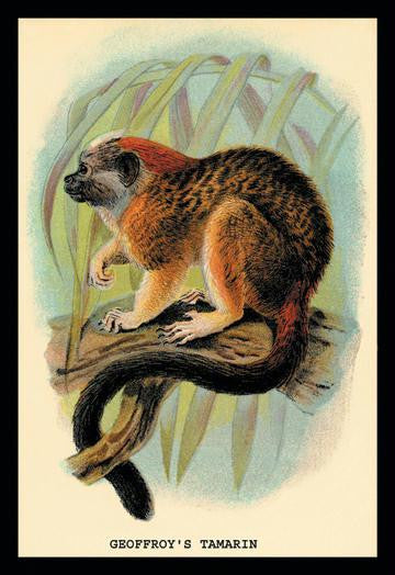 Geoffroy's Tamarin 24x36 Giclee