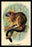 Geoffroy's Tamarin 24x36 Giclee