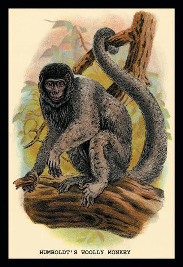 Humboldt's Woolly Monkey 24x36 Giclee