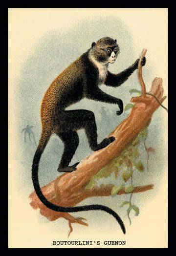Boutourlini's Guenon 24x36 Giclee