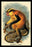 Erxleben's Guenon 24x36 Giclee