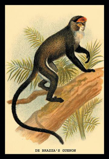 DeBrazza's Guenon 24x36 Giclee