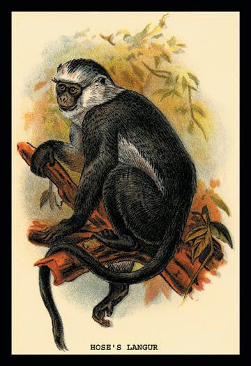 Hose's Langur 24x36 Giclee