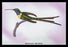 Hummingbird: Trochilus Enicurus 24x36 Giclee