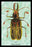 Beetle: Brazilian Prionus Cervicornis #1 24x36 Giclee