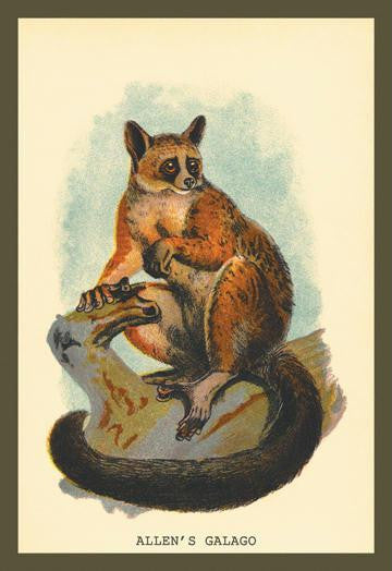 Allen's Galago 24x36 Giclee