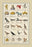Heraldic Symbols - Mortne  Maiden's Head  et al. 24x36 Giclee