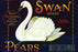 Swan Brand Pears 24x36 Giclee