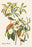Bachman's Warbler 28x42 Giclee on Canvas