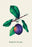Duand's Purple Grapes 28x42 Giclee on Canvas