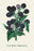 Ohio Black Raspberry 28x42 Giclee on Canvas