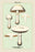 Edible Fungi: Horse Mushroom 28x42 Giclee on Canvas