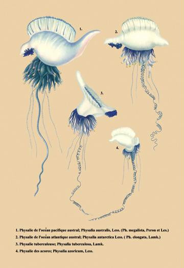 Physalle de l'Ocean Pacifique Austral et al. 28x42 Giclee on Canvas