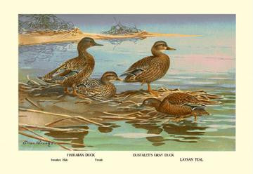 Hawaiian Duck and Oustalet's Gray Duck 28x42 Giclee on Canvas