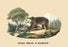 Ours Brun d'Europe (European Brown Bear) 28x42 Giclee on Canvas