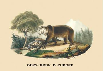 Ours Brun d'Europe (European Brown Bear) 28x42 Giclee on Canvas