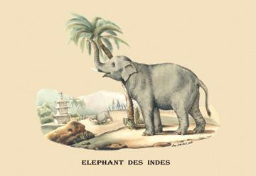 Elephant d'Inde 28x42 Giclee on Canvas