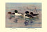 Golden-Eye and Barrow's Golden-Eye Ducks 28x42 Giclee on Canvas