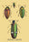 Beetles: Buprestis Chrysis B. Sternicornis  et al. #2 28x42 Giclee on Canvas