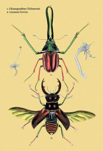 Beetles: Chiasognathus Chiloensis and Lucanus Cervus #2 28x42 Giclee on Canvas