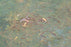 Fish Frenzy 28x42 Giclee on Canvas