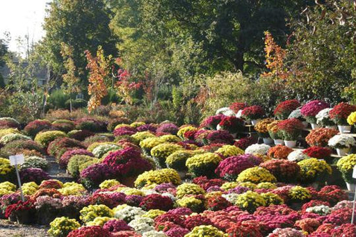 Assorted Mums 28x42 Giclee on Canvas