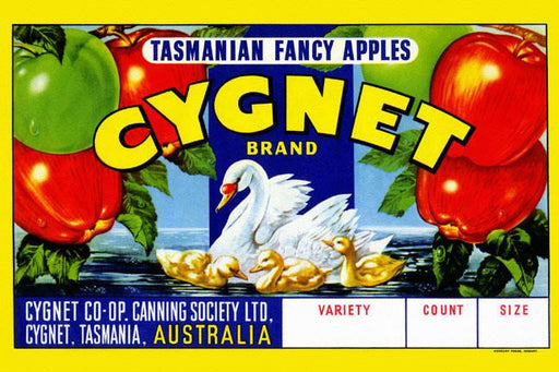 Cygnet Tasmanian Fancy Apples 28x42 Giclee on Canvas