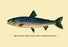 The Rangeley Trout 12x18 Giclee on canvas