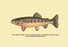 The Golden Trout of Volcano Creek 12x18 Giclee on canvas