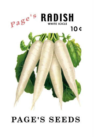 Page's Radish: White Icicle 12x18 Giclee on canvas