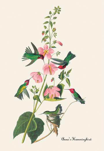 Anna's Hummingbird 12x18 Giclee on canvas
