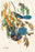 Scrub Jay 12x18 Giclee on canvas