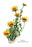 Tridax Gaillardioides 12x18 Giclee on canvas