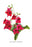 Nicotiana Sanderae 12x18 Giclee on canvas